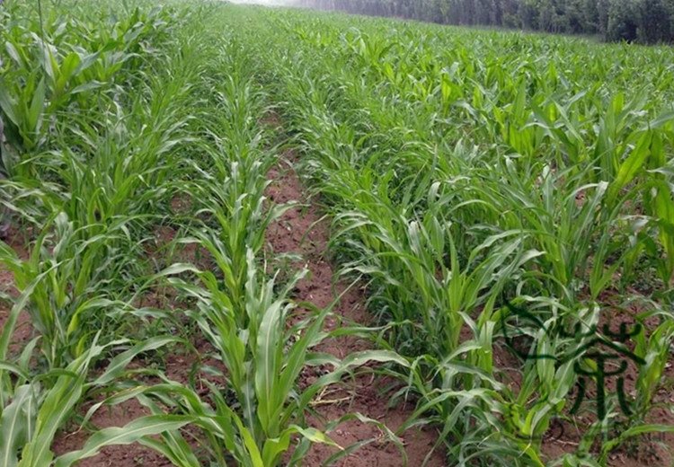 Sweet Sorghum, Durra Sorghum Seed 2000 PCS, Jowari Sorghum Tian Gaoliang