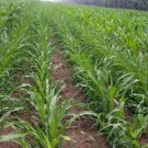 Sweet Sorghum, Durra Sorghum Seed 2000 PCS, Jowari Sorghum Tian Gaoliang