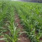Sweet Sorghum, Durra Sorghum Seed 2000 PCS, Jowari Sorghum Tian Gaoliang
