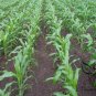 Sweet Sorghum, Durra Sorghum Seed 2000 PCS, Jowari Sorghum Tian Gaoliang