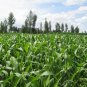 Sweet Sorghum, Durra Sorghum Seed 2000 PCS, Jowari Sorghum Tian Gaoliang