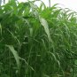 Sweet Sorghum, Durra Sorghum Seed 2000 PCS, Jowari Sorghum Tian Gaoliang