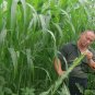 Sweet Sorghum, Durra Sorghum Seed 2000 PCS, Jowari Sorghum Tian Gaoliang