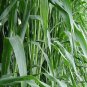 Sweet Sorghum, Durra Sorghum Seed 2000 PCS, Jowari Sorghum Tian Gaoliang