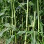 Sweet Sorghum, Durra Sorghum Seed 2000 PCS, Jowari Sorghum Tian Gaoliang