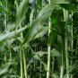 Sweet Sorghum, Durra Sorghum Seed 2000 PCS, Jowari Sorghum Tian Gaoliang