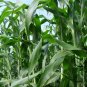 Sweet Sorghum, Durra Sorghum Seed 2000 PCS, Jowari Sorghum Tian Gaoliang