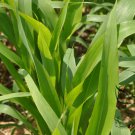 Sorghum Sudanense, Sorghum Drummondii Seed 2000 PCS, Gao Dan Cao