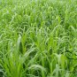 Sorghum Sudanense, Sorghum Drummondii Seed 2000 PCS, Gao Dan Cao