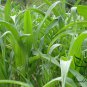 Sorghum Sudanense, Sorghum Drummondii Seed 2000 PCS, Gao Dan Cao