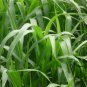 Sorghum Sudanense, Sorghum Drummondii Seed 2000 PCS, Gao Dan Cao