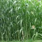 Sorghum Sudanense, Sorghum Drummondii Seed 2000 PCS, Gao Dan Cao