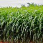 Sorghum Sudanense, Sorghum Drummondii Seed 2000 PCS, Gao Dan Cao