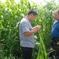 Sorghum Sudanense, Sorghum Drummondii Seed 2000 PCS, Gao Dan Cao