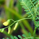 Sesbania Cannabina, Sesbania Pea Seed 2000 PCS, Yellow Pea Bush Tian Jing