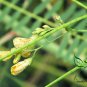 Sesbania Cannabina, Sesbania Pea Seed 2000 PCS, Yellow Pea Bush Tian Jing