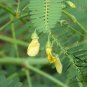 Sesbania Cannabina, Sesbania Pea Seed 2000 PCS, Yellow Pea Bush Tian Jing