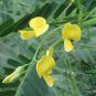 Sesbania Cannabina, Sesbania Pea Seed 2000 PCS, Yellow Pea Bush Tian Jing
