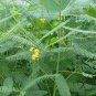 Sesbania Cannabina, Sesbania Pea Seed 2000 PCS, Yellow Pea Bush Tian Jing