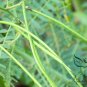 Sesbania Cannabina, Sesbania Pea Seed 2000 PCS, Yellow Pea Bush Tian Jing