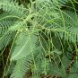 Sesbania Cannabina, Sesbania Pea Seed 2000 PCS, Yellow Pea Bush Tian Jing