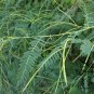 Sesbania Cannabina, Sesbania Pea Seed 2000 PCS, Yellow Pea Bush Tian Jing