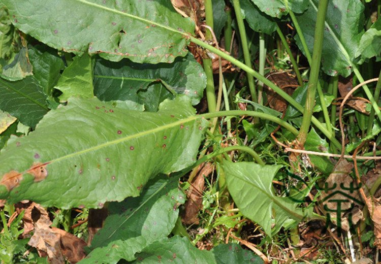 Rumex Patientia, Patience Dock Seed 5000 PCS, Garden Patience Lu Mei Ke Si