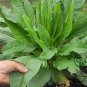 Rumex Patientia, Patience Dock Seed 5000 PCS, Garden Patience Lu Mei Ke Si