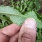 Rumex Patientia, Patience Dock Seed 5000 PCS, Garden Patience Lu Mei Ke Si