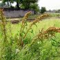 Rumex Patientia, Patience Dock Seed 5000 PCS, Garden Patience Lu Mei Ke Si