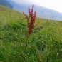 Rumex Patientia, Patience Dock Seed 5000 PCS, Garden Patience Lu Mei Ke Si