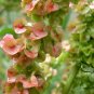 Rumex Patientia, Patience Dock Seed 5000 PCS, Garden Patience Lu Mei Ke Si
