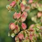 Rumex Patientia, Patience Dock Seed 5000 PCS, Garden Patience Lu Mei Ke Si