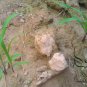 Purus Frumentum, Zea Mexicana Schard Seed 1000 PCS, Yu Mi Cao
