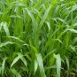 Purus Frumentum, Zea Mexicana Schard Seed 1000 PCS, Yu Mi Cao