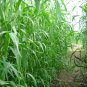 Purus Frumentum, Zea Mexicana Schard Seed 1000 PCS, Yu Mi Cao