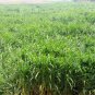 Purus Frumentum, Zea Mexicana Schard Seed 1000 PCS, Yu Mi Cao