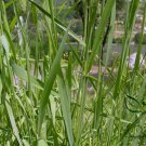 Phleum Pratense, Timothy-grass Seed 10000 PCS, Timothy Meadow Mao Wei Cao