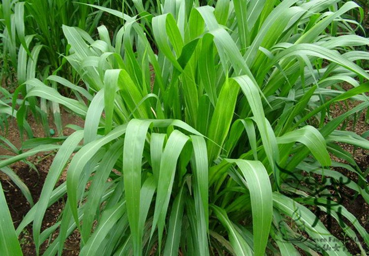 Pennisetum Sinese, King Grass Seed 3000 PCS, Huang Zhu Cao