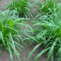Pennisetum Sinese, King Grass Seed 3000 PCS, Huang Zhu Cao