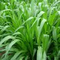 Pennisetum Sinese, King Grass Seed 3000 PCS, Huang Zhu Cao
