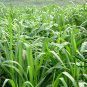 Pennisetum Sinese, King Grass Seed 3000 PCS, Huang Zhu Cao
