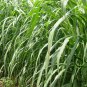 Pennisetum Sinese, King Grass Seed 3000 PCS, Huang Zhu Cao