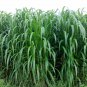 Pennisetum Sinese, King Grass Seed 3000 PCS, Huang Zhu Cao