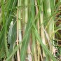 Pennisetum Sinese, King Grass Seed 3000 PCS, Huang Zhu Cao