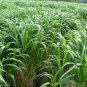Pennisetum Sinese, King Grass Seed 3000 PCS, Huang Zhu Cao