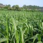Pennisetum Sinese, King Grass Seed 3000 PCS, Huang Zhu Cao