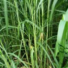 Pennisetum Purpureum, Napier Grass Seed 3000 PCS, Hong Xiang Cao