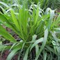 Pennisetum Purpureum, Napier Grass Seed 3000 PCS, Hong Xiang Cao