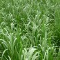 Pennisetum Purpureum, Napier Grass Seed 3000 PCS, Hong Xiang Cao
